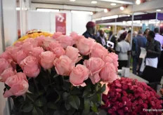 Casual from Zena Roses, now one year on the market, has a nice soft pink color, big buds and is growing in interest
